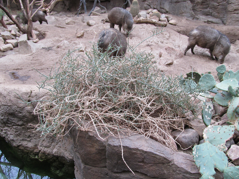 005_cholla.jpg