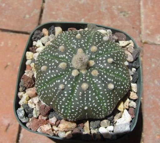 Astrophytum asterias