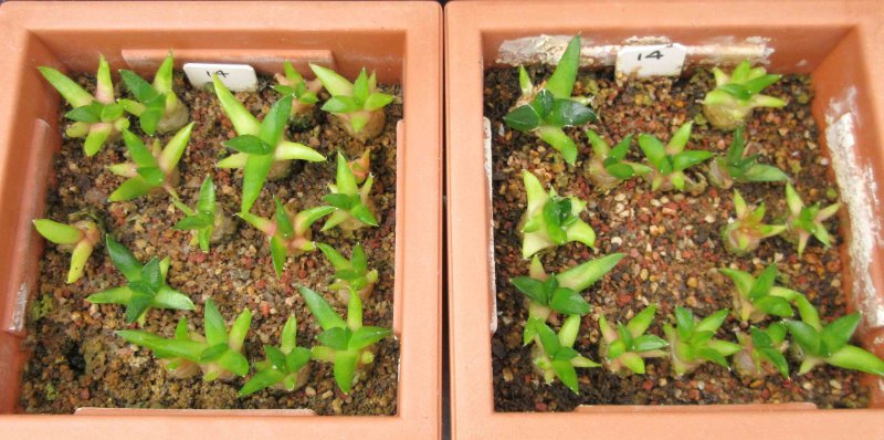 A. fissuratus seedlings sown seeds in 2014