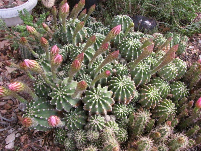 Echinopsis eyriesii1.JPG