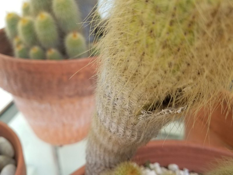 cactus photo 1.jpg