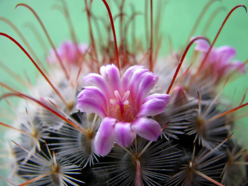 Mammillaria bombycina