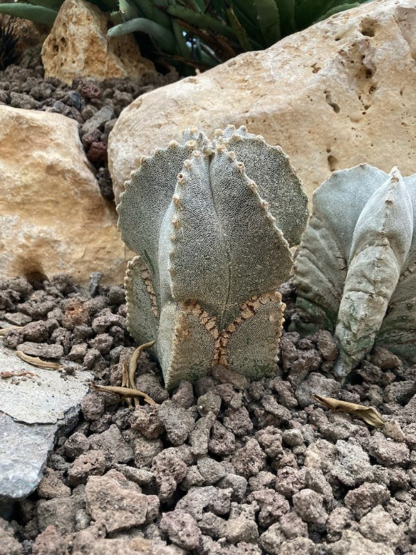 Astrophytum myriostigma