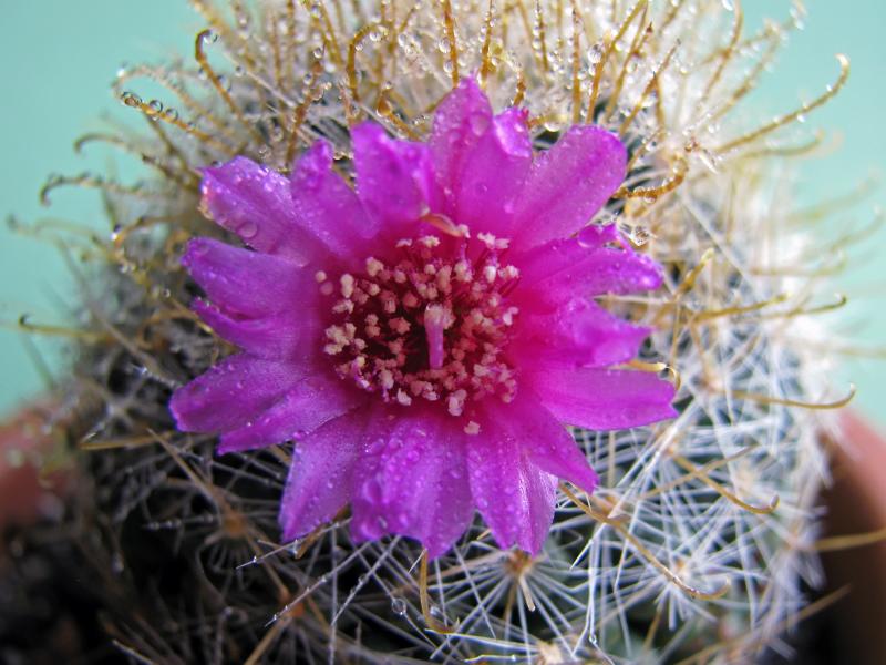 Mammillaria zeilmanniana