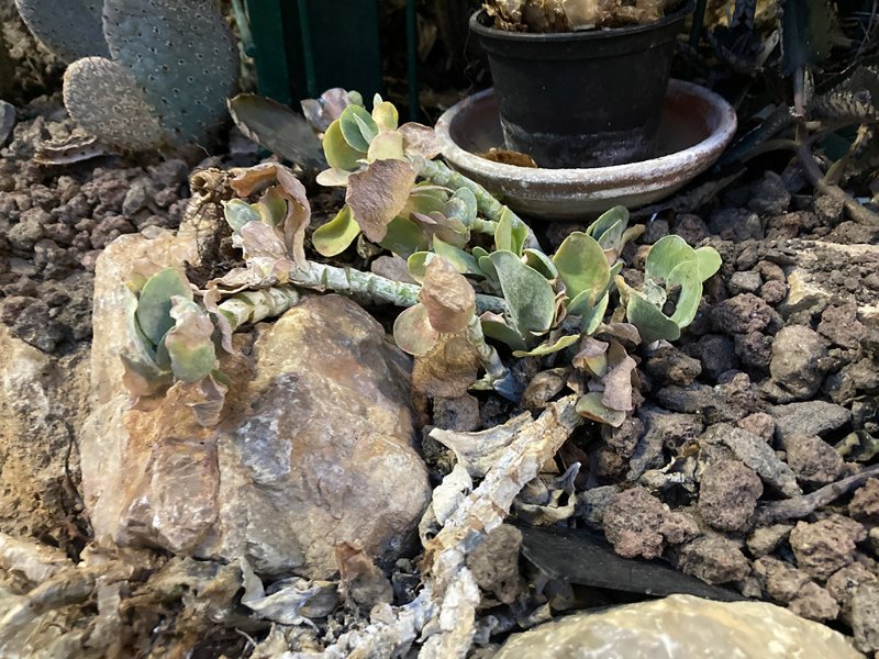 kalanchoe scapigera