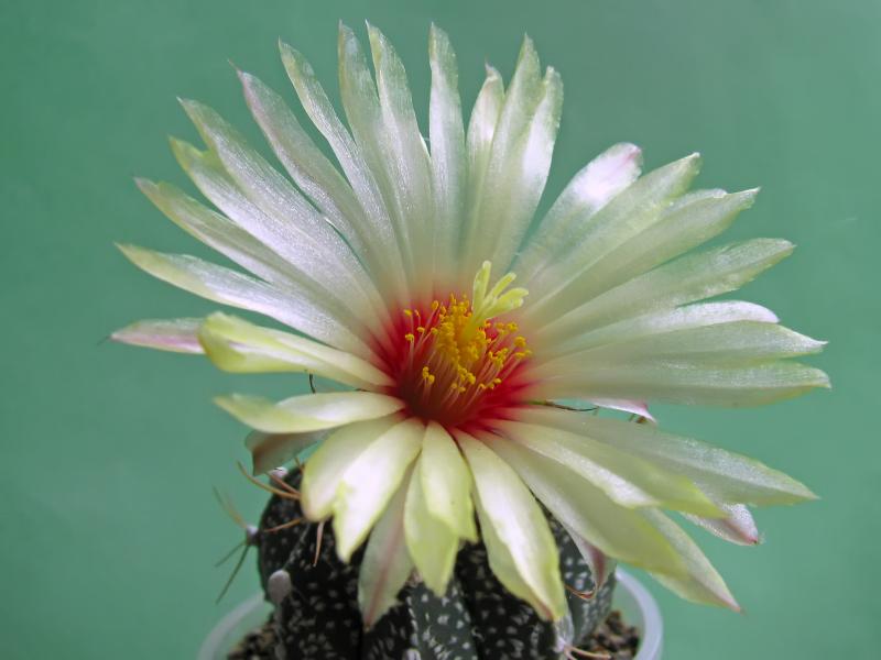 Astrophytum hybrid