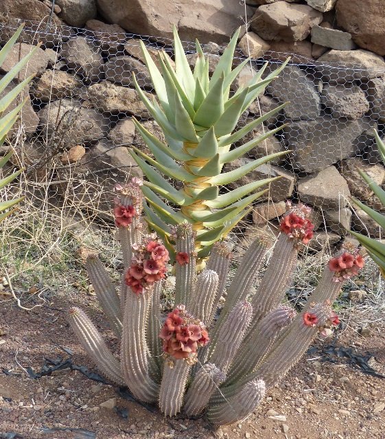 Hoodia spec. rote Blüten (561x640).jpg