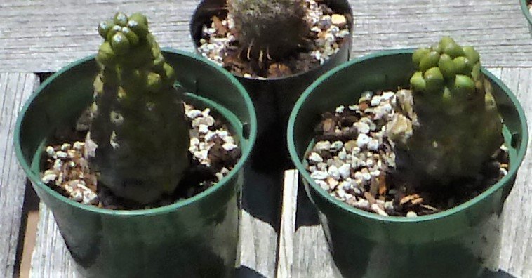 2021-6-5 Echinocereus triglochidiatus v. inermis.jpg