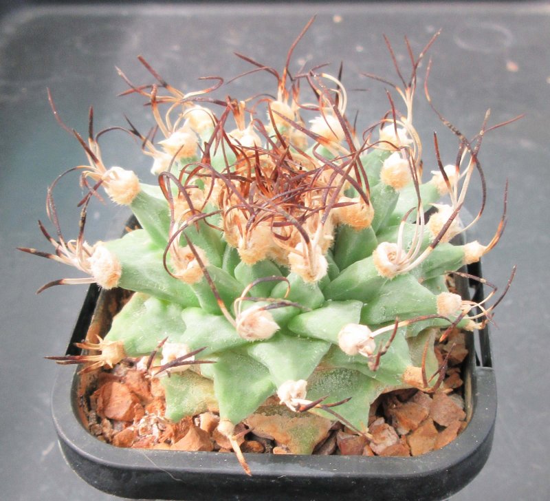 T. alonsoi