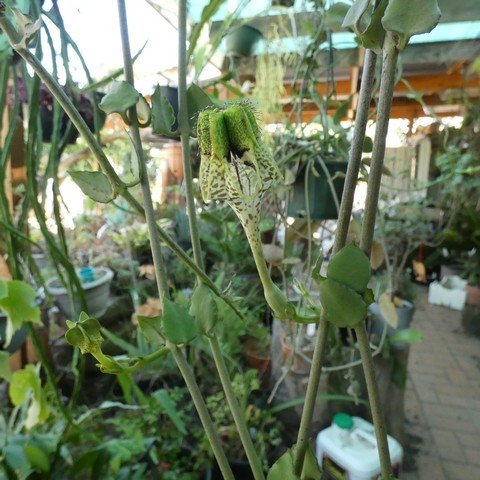 Ceropegia hybrid (sandersonii x radicans) 23012101.JPG