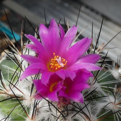 Turbinicarpus viereckii ssp neglectus 02 23021002.JPG