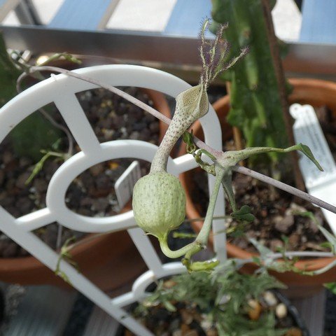 Ceropegia simoneae 23021602.JPG