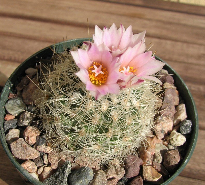 Turbinicarpus knuthianus