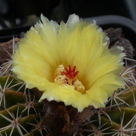 Parodia sellowii var corynodes 23031202.JPG