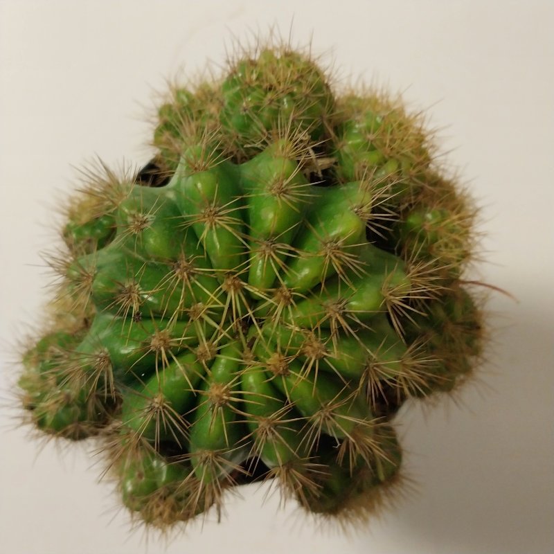 cacti-1_50.jpeg