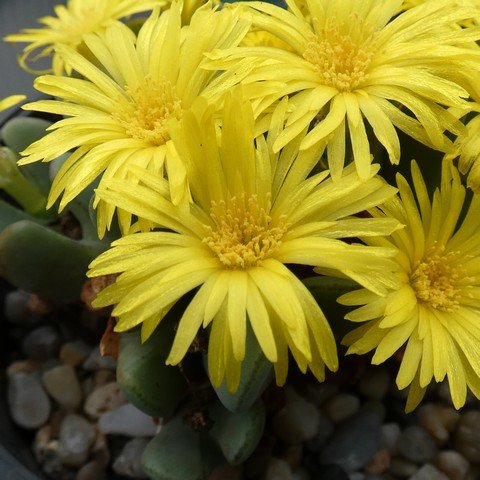 Conophytum bilobum 23041902.JPG