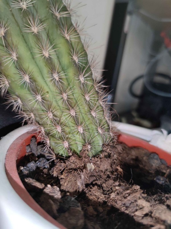 Here you can see the floppiness of the bottom of the cactus