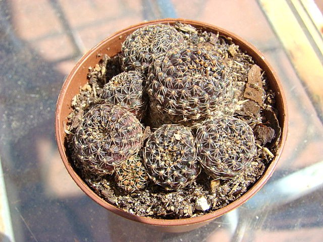 Cacti 001.JPG