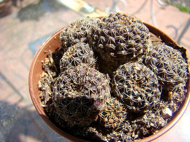 Cacti 002.JPG