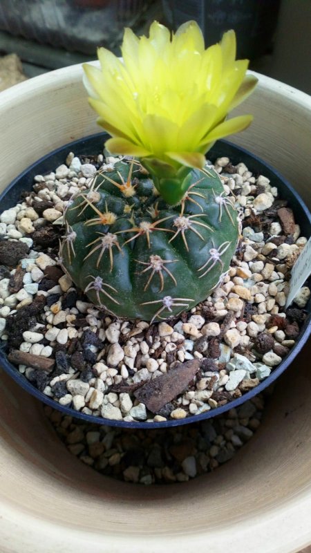 Gymnocalycium uruguayense