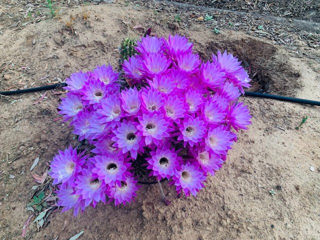 Echinocactus4 Medium.jpeg