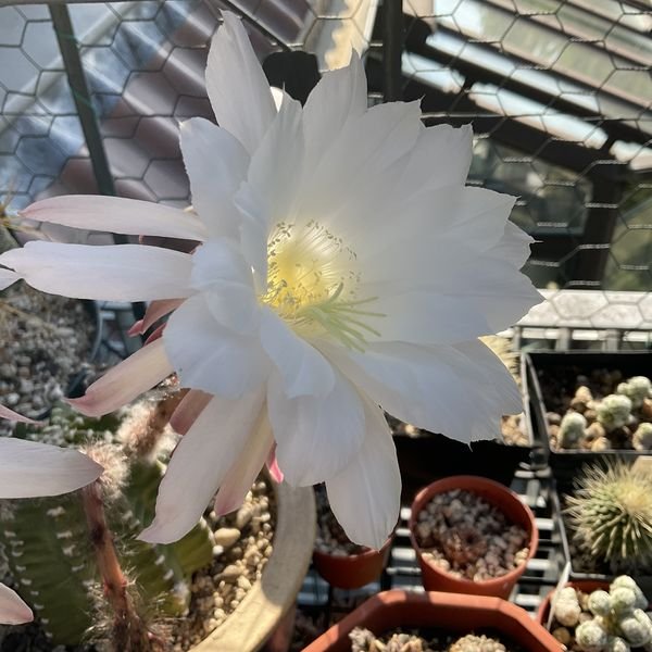 Echinopsis subdenudata -- night 2