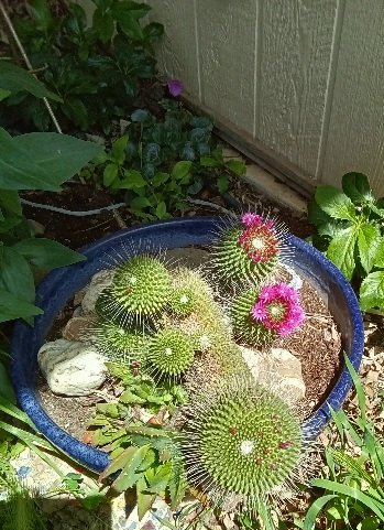 MOST RECENT BLOOM PERIOD