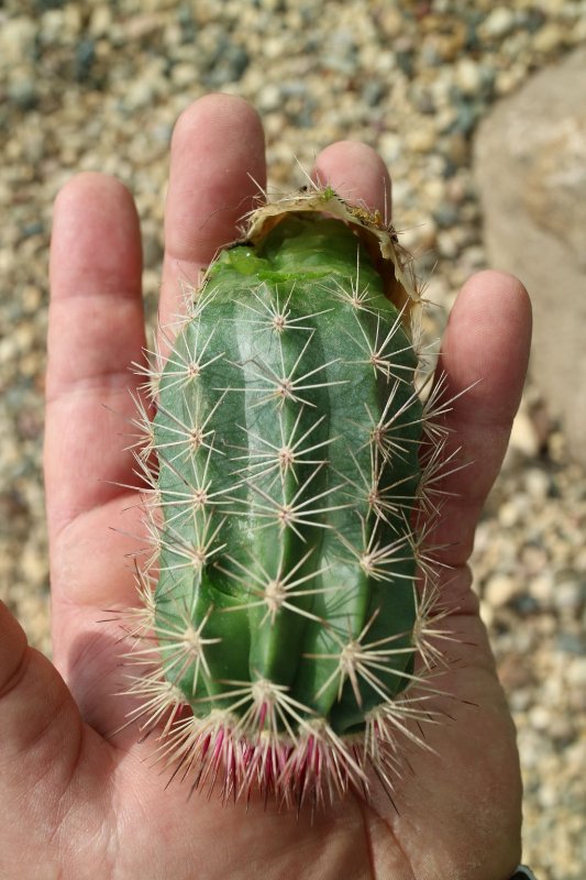 Echinocereus 'lloydii' dog damage