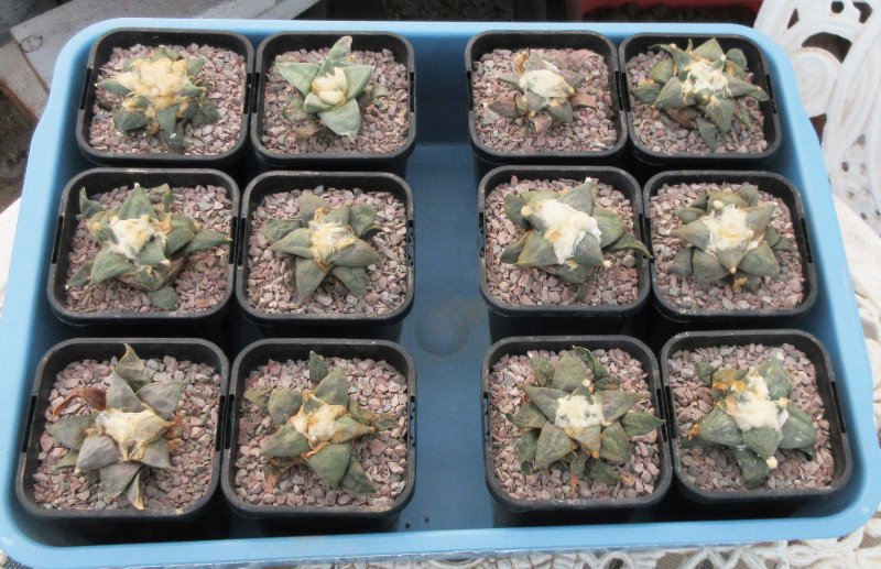 Ariocarpus seedlings