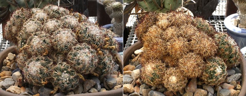 Mammillaria_deherdtiana0801-09162020_01.jpg