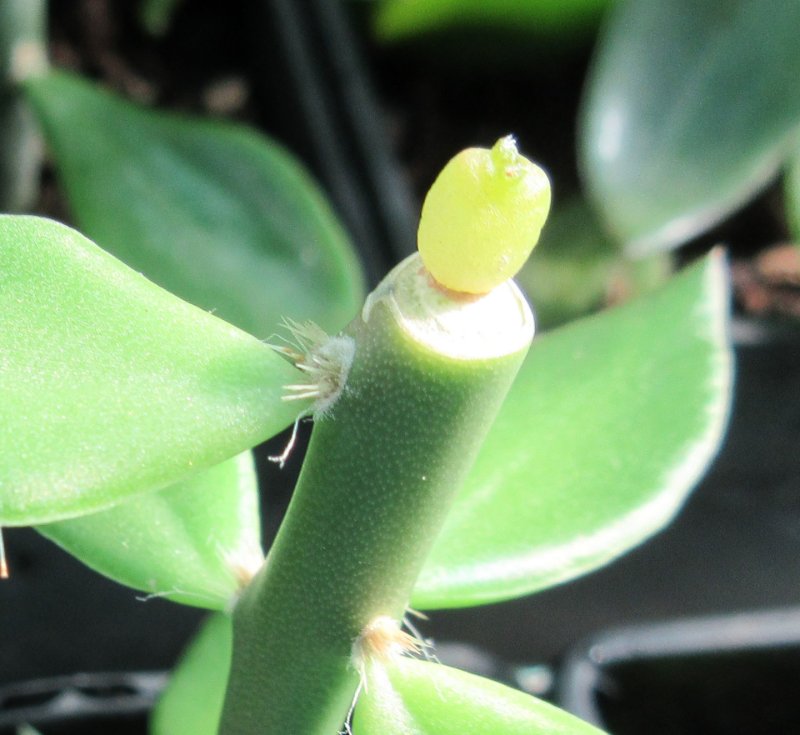 The grafted scion, ariocarpus fissuratus cv godzilla