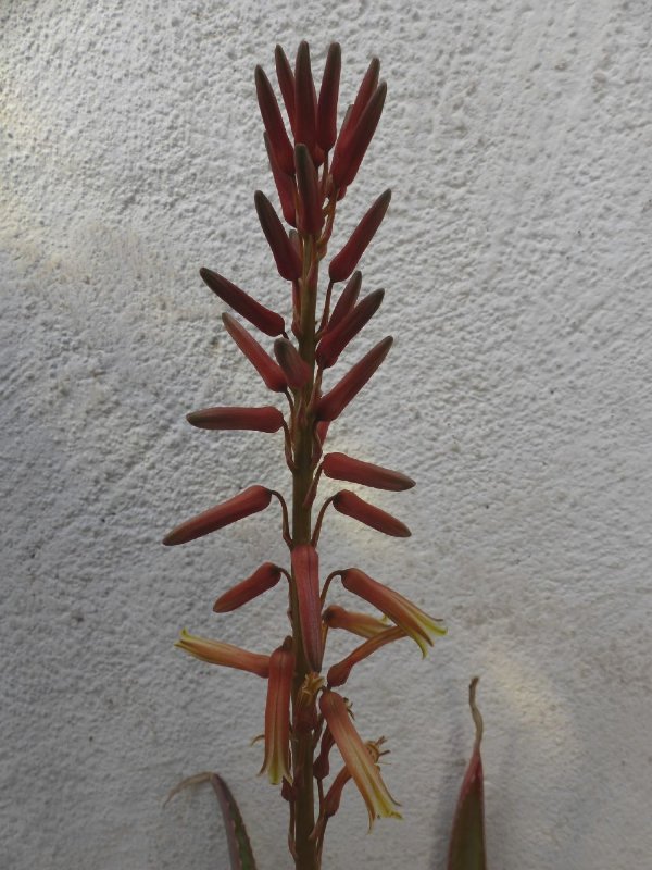 Aloe roeoeslii flower.jpg