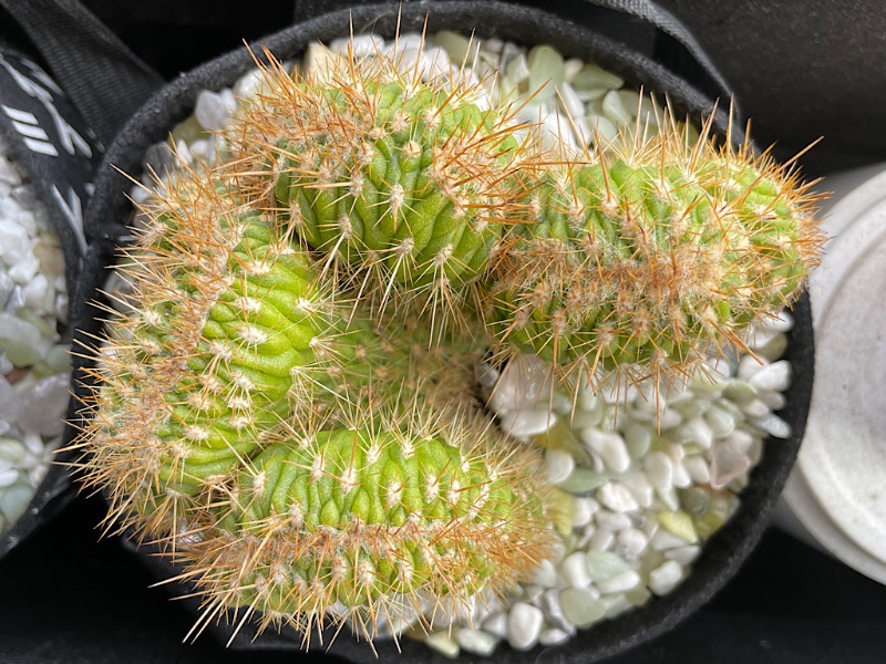 Unknown Cristata Cactus - 1