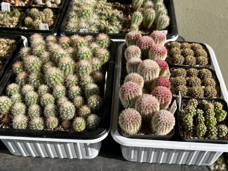 Left tray: Echinocereus ctenoides and Echinocereus dasyacanthus; Right tray: E. rigidissimus v. rubrispinus, Frailea grahliana, Pygmaeocereus bieblii