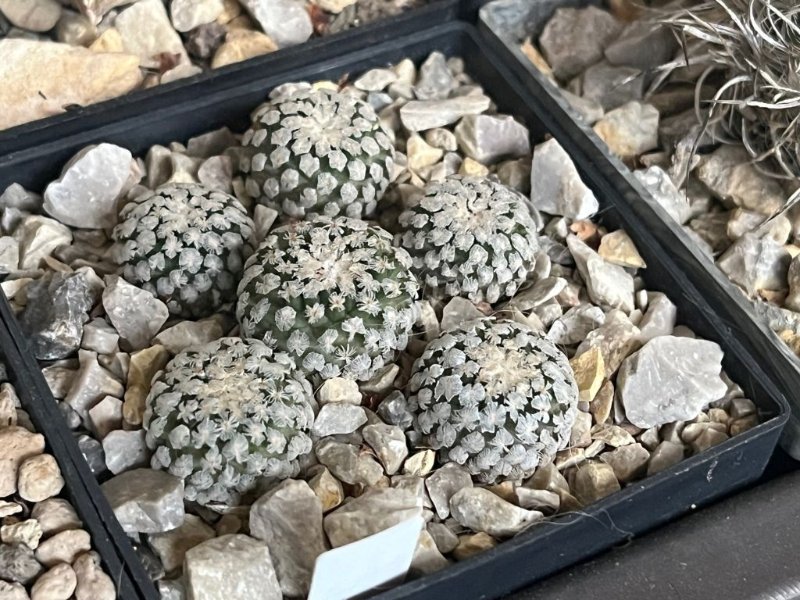 Turbinicarpus valdezianus v  albiflorus.jpg