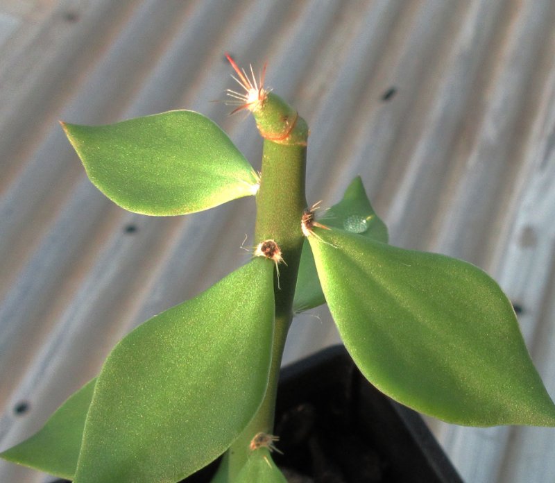 Grafted a tubercle of Pediocactus simpsonii