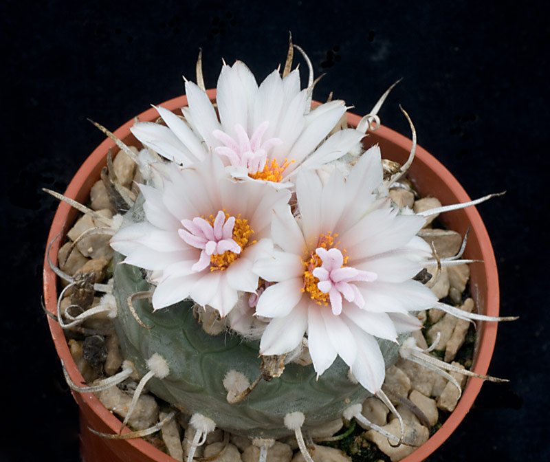 Turbinicarpus polaskii.jpg