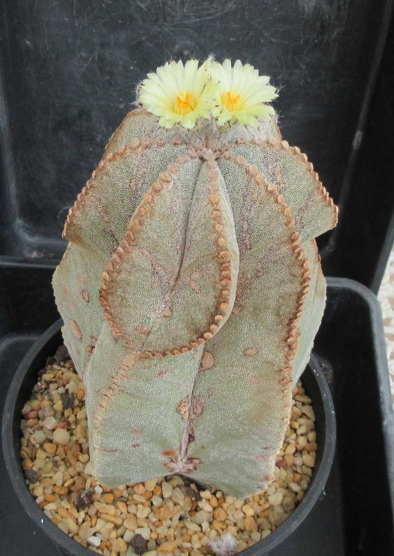 A. myriostigma