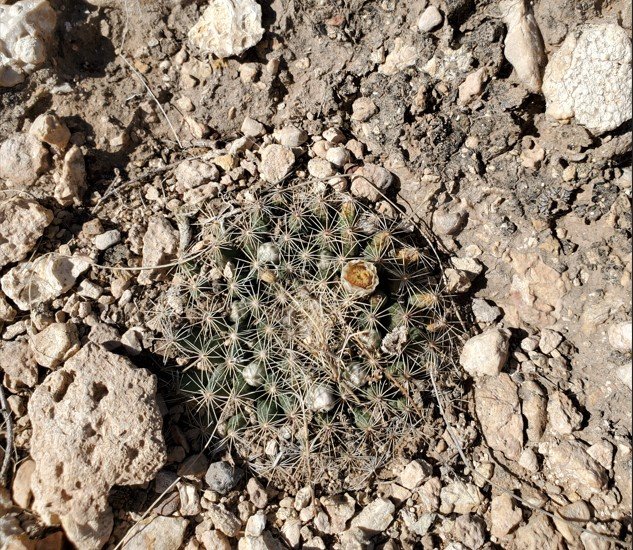 Mammillaria meiacantha Guadalupe Mnts