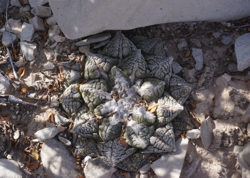 Ariocarpus fissuratus Big Bend