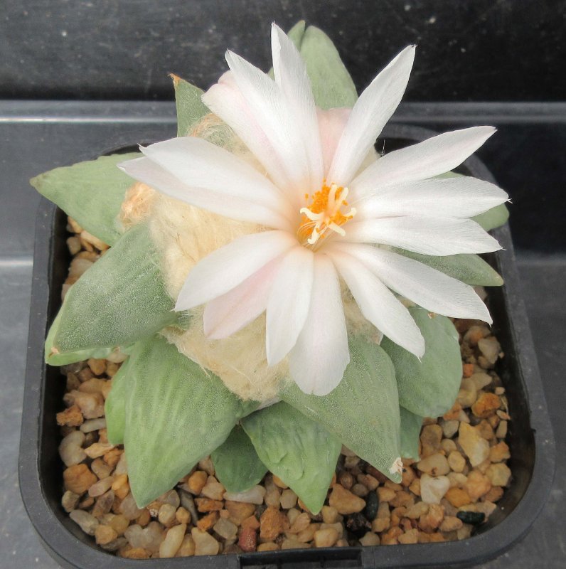 A. retusus cv Shinkawa Tama Zouge