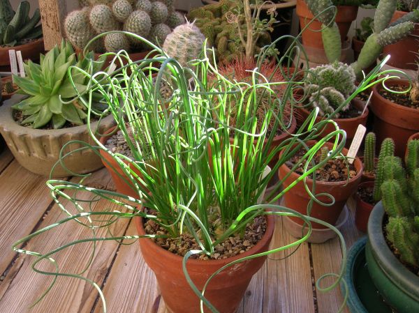 1332_Albuca_circinata_10232009_1.jpg