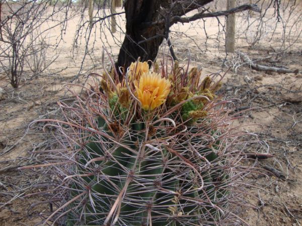 CAE011340a, Chihuahuan Hook Spine Cactus along Dog Canyon T…