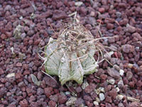 Astrophytum capricorne