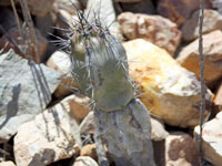 Armatocereus matucanensis