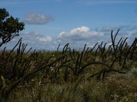 Arthrocereus melanurus