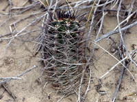 Austrocactus patagonicus