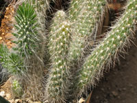 Austrocylindropuntia shaferi