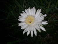 Acanthocereus tetragonus