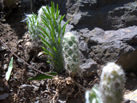 Austrocylindropuntia vestita